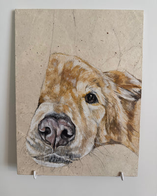 Pet Portraits